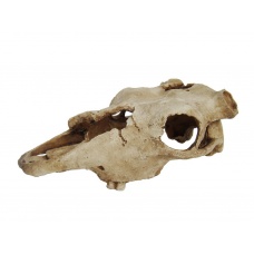 LUCKY REPTILE Декорация для террариума, череп "Skull Cow"