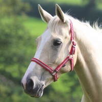 SHIRES Недоуздок "Wessex", красный-серый